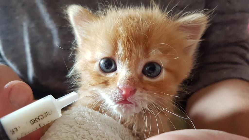 Дома для отпуска Под липами в Дмитровичах Dmitrovichi