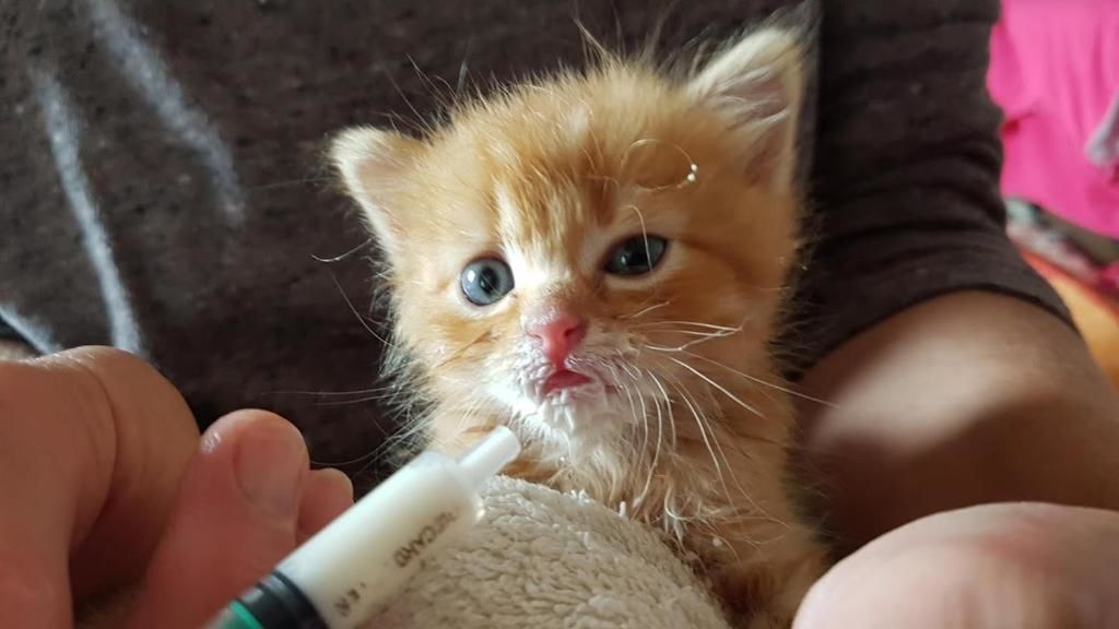 Дома для отпуска Под липами в Дмитровичах Dmitrovichi