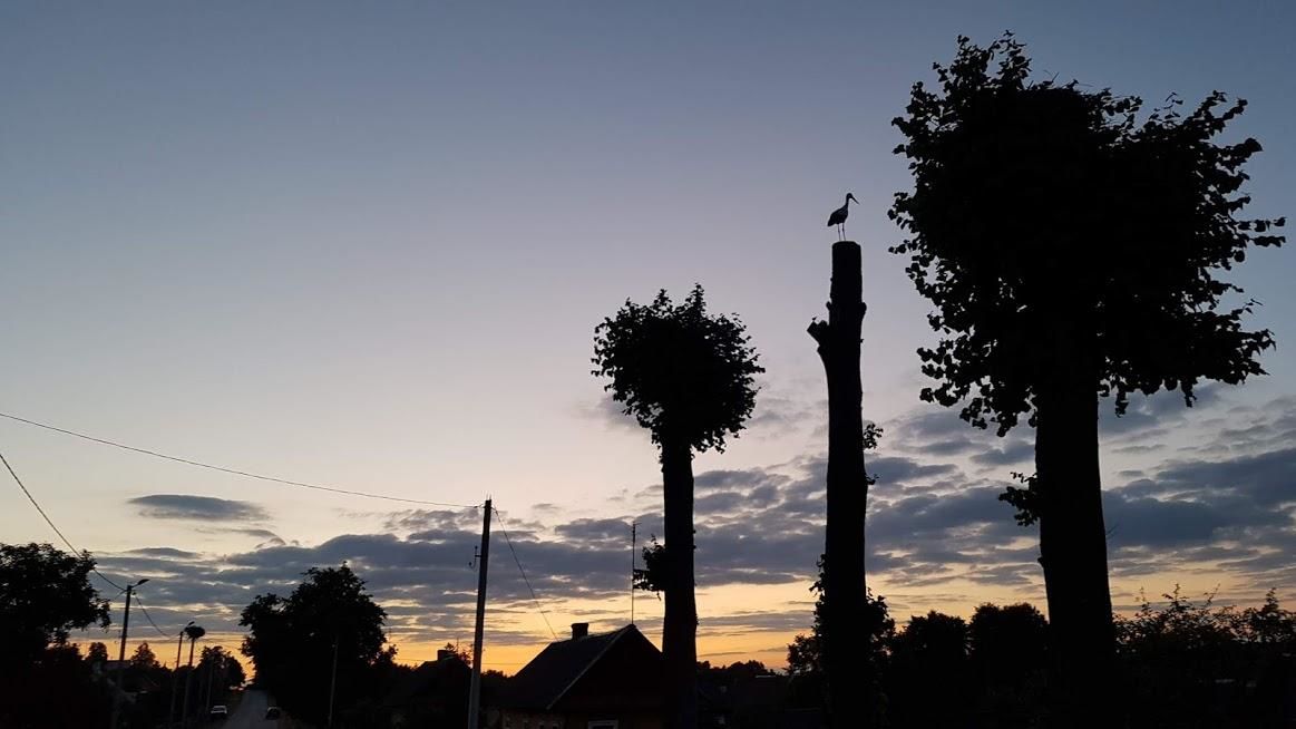 Дома для отпуска Под липами в Дмитровичах Dmitrovichi